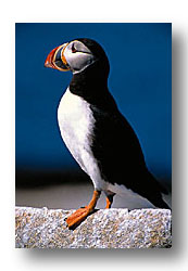 Puffin - Machias Seal Island