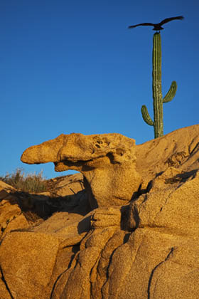 Turkey vulture landing on cactus, Baja California